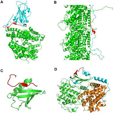 CARs-DB: A Database of Cryptic Amyloidogenic Regions in Intrinsically Disordered Proteins